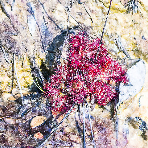 Carnivorous Plant - Drosera  Australia,Geotagged