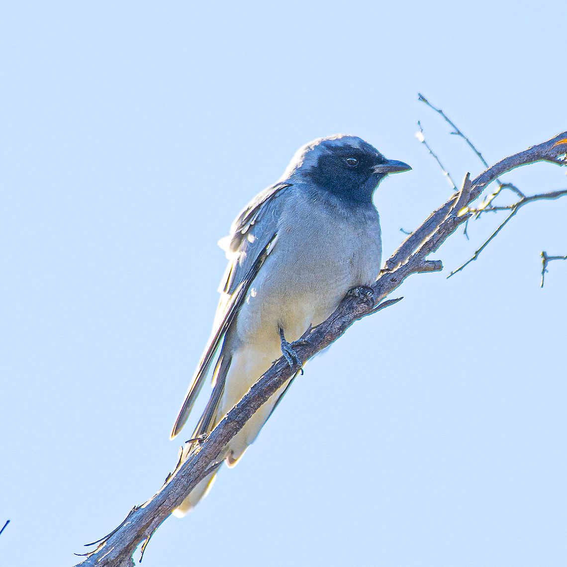 Black faced cuckoo shrike This bird wouldn't cooperate, hence the haze. I will endeavour to get a 'crisper' shot next time Australia,Black-faced cuckooshrike,Coracina novaehollandiae,Geotagged,Winter
