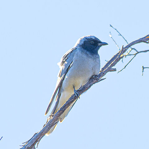 Black faced cuckoo shrike This bird wouldn't cooperate, hence the haze. I will endeavour to get a 'crisper' shot next time Australia,Black-faced cuckooshrike,Coracina novaehollandiae,Geotagged,Winter