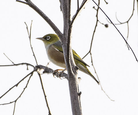 Zosterops lateralis - Silvereye  Australia,Geotagged,Silvereye,Winter,Zosterops lateralis