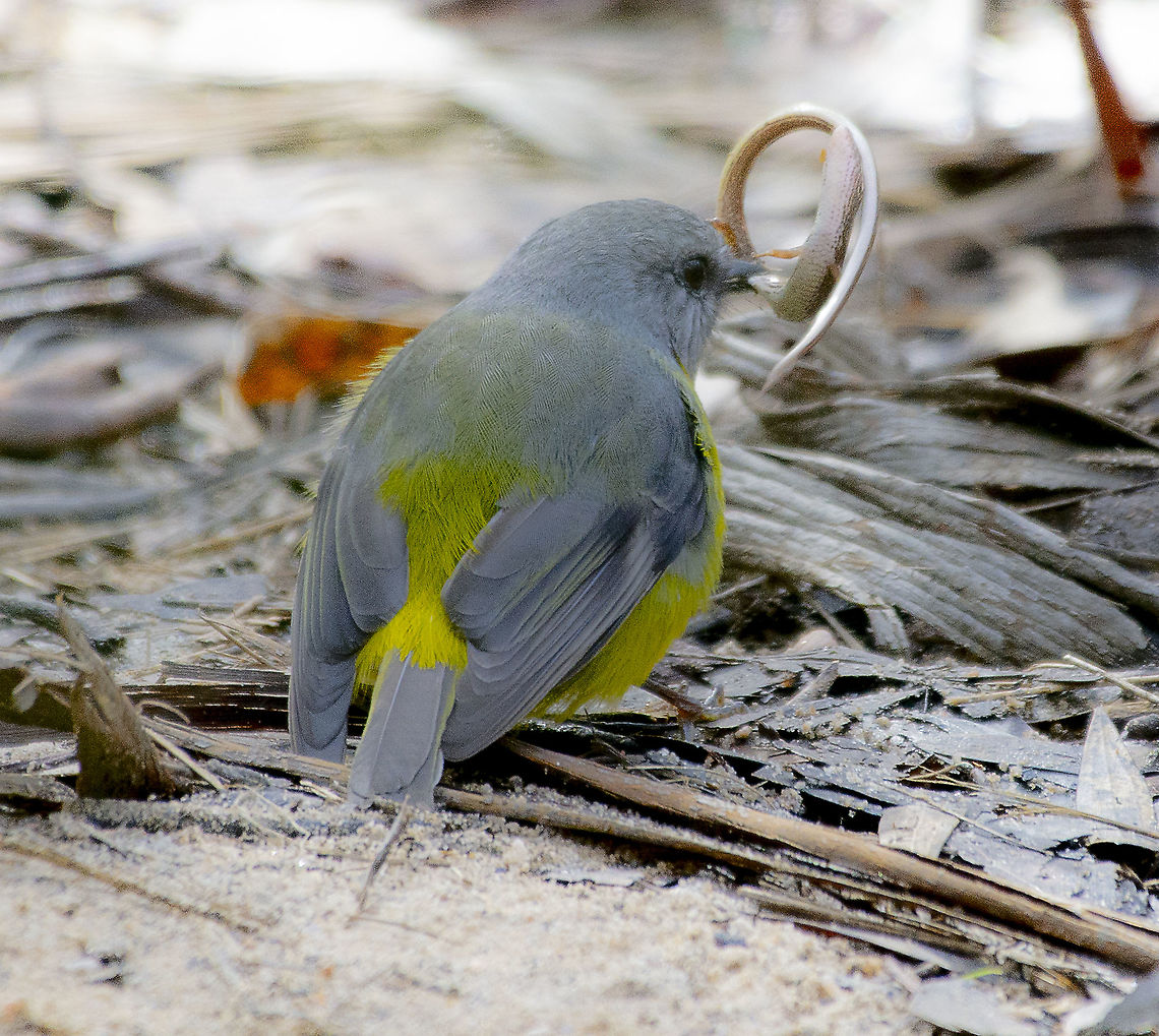 Lunchtime - Eastern Yellow Robin  Australia,Eastern Yellow Robin,Eopsaltria australis,Geotagged,Winter