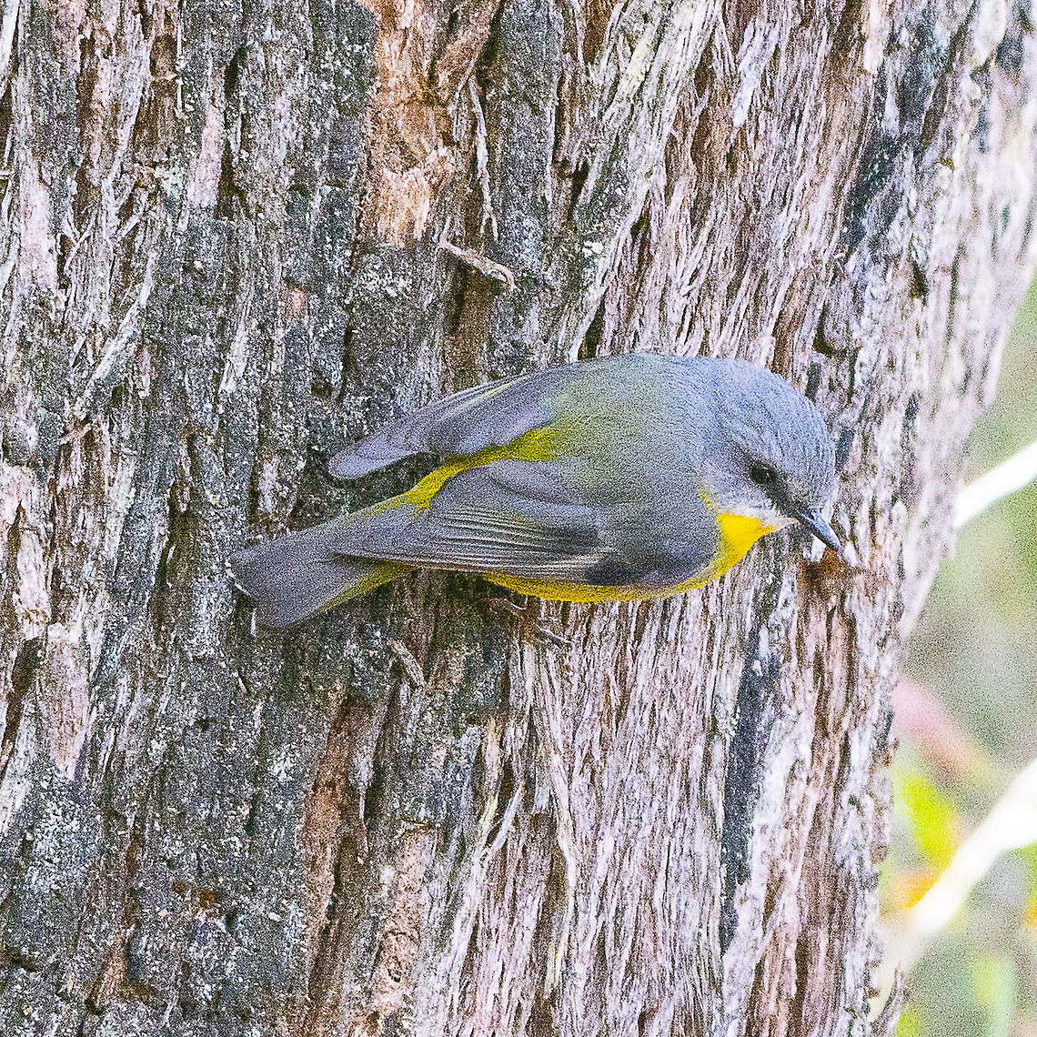 Eyes on the Skink - Eastern Yellow Robin  Australia,Eastern Yellow Robin,Eopsaltria australis,Geotagged,Winter