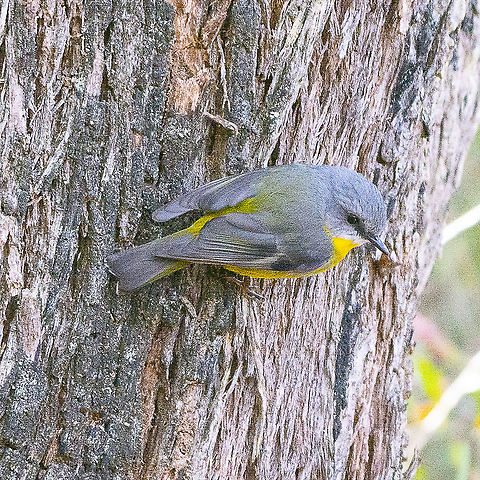 Eyes on the Skink - Eastern Yellow Robin  Australia,Eastern Yellow Robin,Eopsaltria australis,Geotagged,Winter
