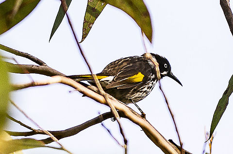 New Holland Honeyeater  Australia,Geotagged,New Holland honeyeater,Phylidonyris novaehollandiae,Winter