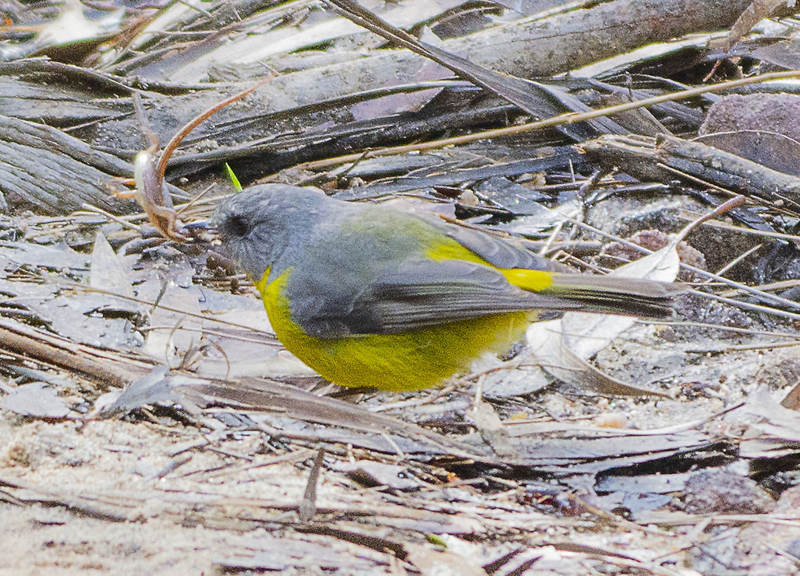 Another view of the prey ... Eastern Yellow Robin  Australia,Eastern Yellow Robin,Eopsaltria australis,Geotagged,Winter