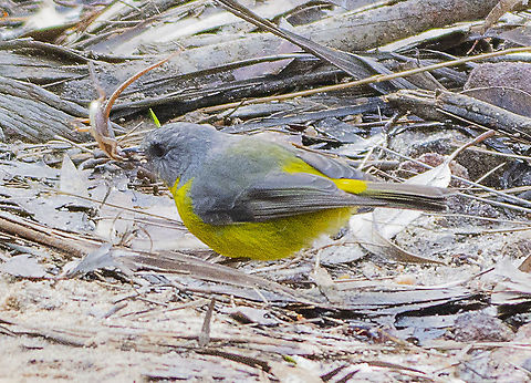 Another view of the prey ... Eastern Yellow Robin  Australia,Eastern Yellow Robin,Eopsaltria australis,Geotagged,Winter
