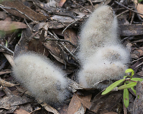 Spinellus fusiger  Australia,Bonnet mould,Geotagged,Spinellus fusiger,Winter