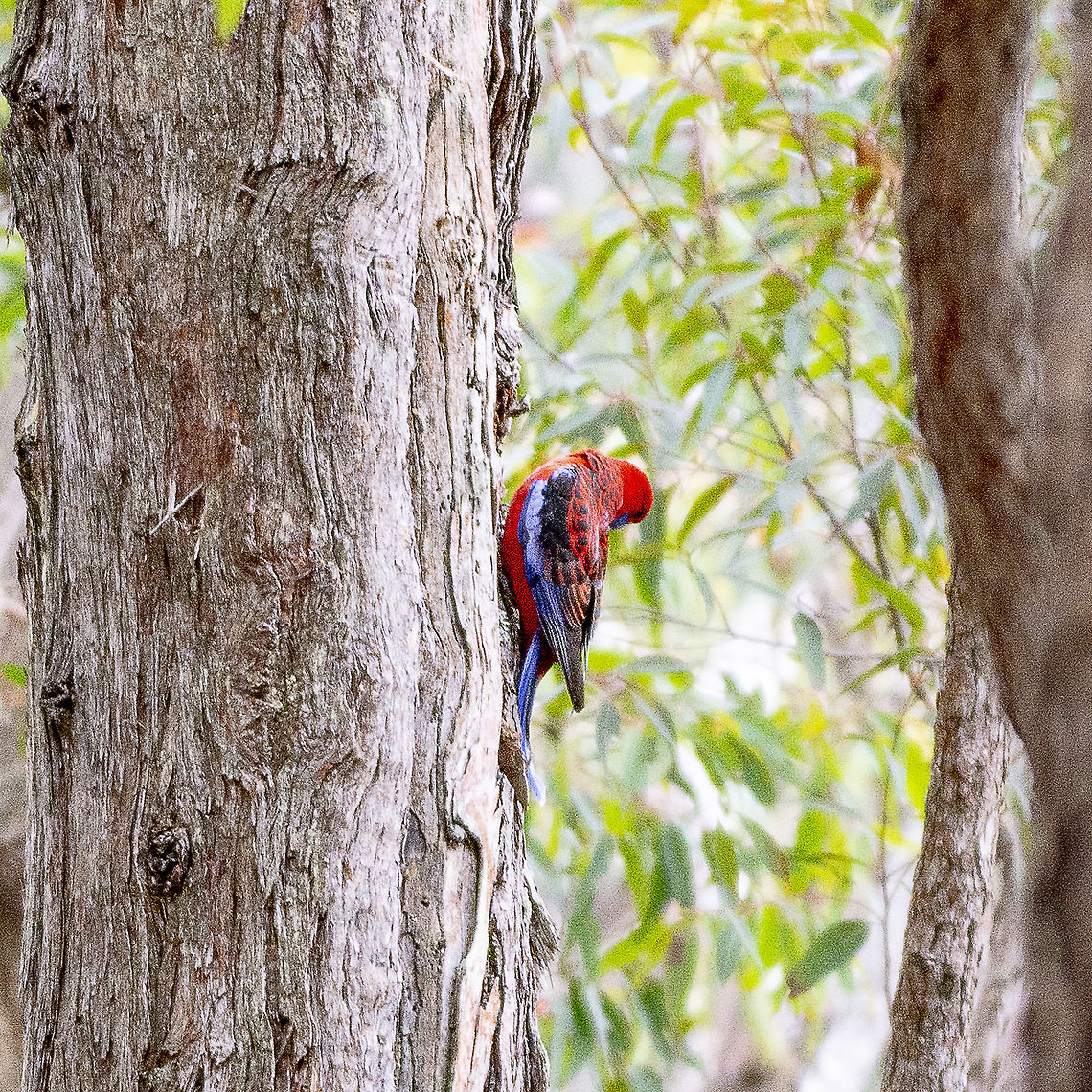 Crimson Rosella  Australia,Crimson rosella,Geotagged,Platycercus elegans,Winter