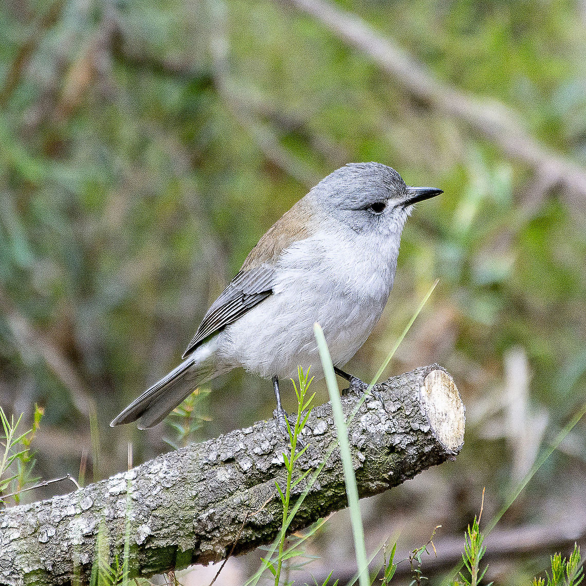 Colluricincla harmonica - Grey Shrike-Thrush - Mature  Australia,Colluricincla harmonica,Geotagged,Grey shrike-thrush,Winter