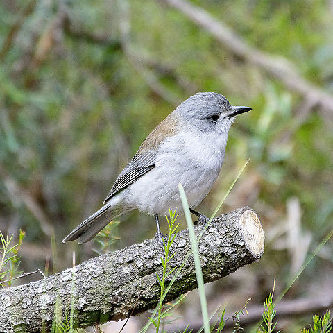 Colluricincla harmonica - Grey Shrike-Thrush - Mature  Australia,Colluricincla harmonica,Geotagged,Grey shrike-thrush,Winter