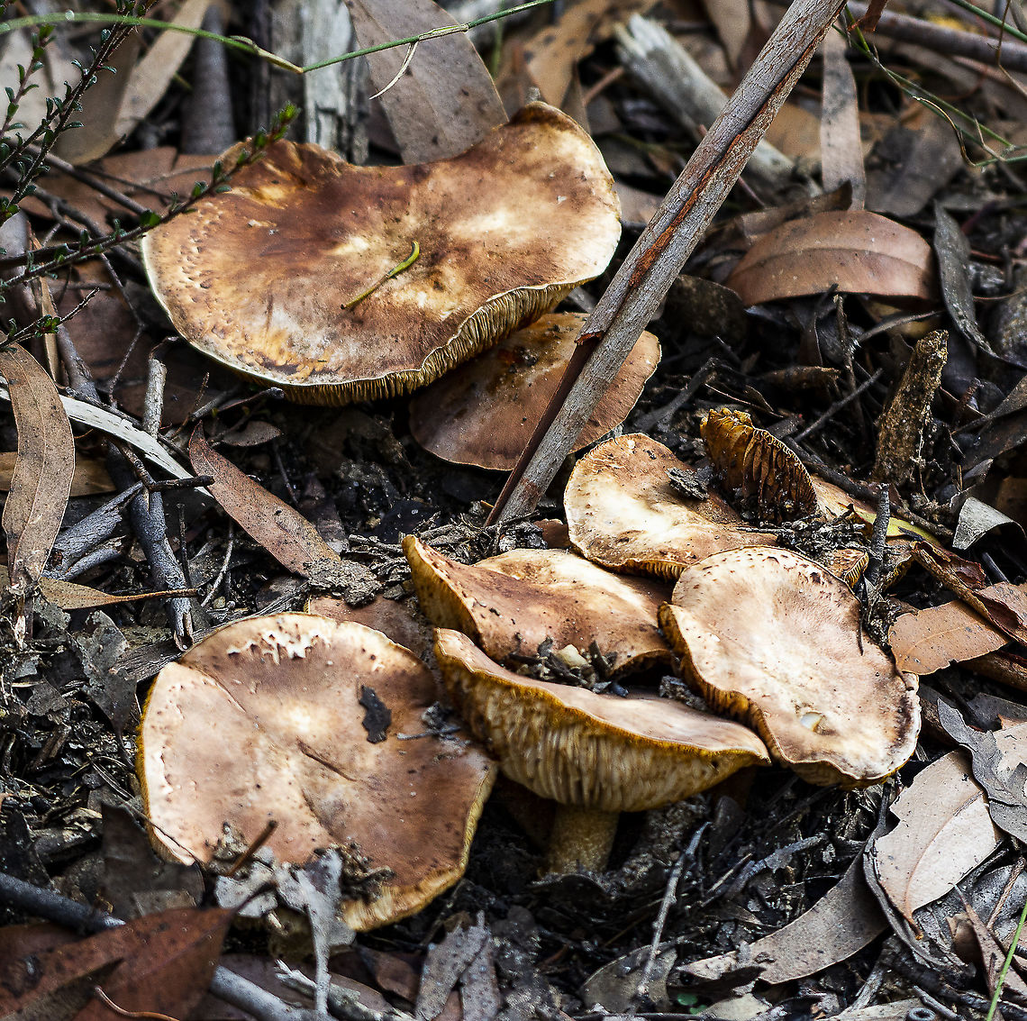 Fungus Family  Australia,Geotagged,Winter