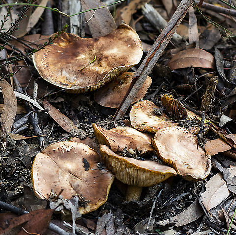 Fungus Family  Australia,Geotagged,Winter