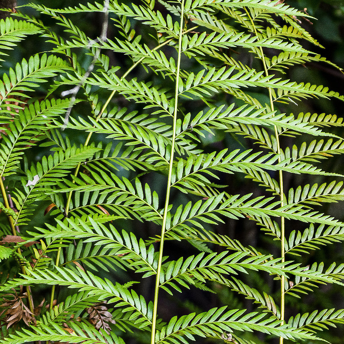 Fern  Australia,Geotagged,Winter