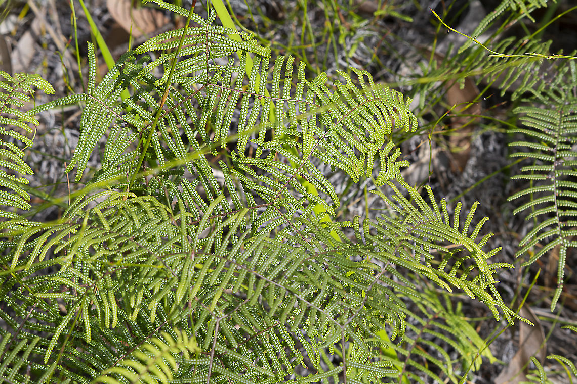 Gleichenia dicarpa - Pouched Coral Fern  Australia,Geotagged,Gleichenia dicarpa,Pouched coral fern,Winter