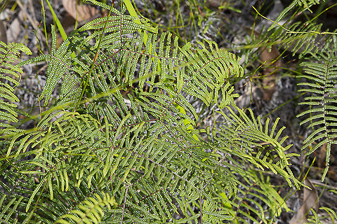 Gleichenia dicarpa - Pouched Coral Fern  Australia,Geotagged,Gleichenia dicarpa,Pouched coral fern,Winter
