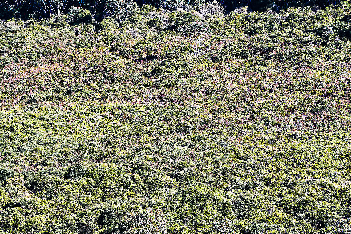 Blue Mountains Hanging Swamps Hanging Swamps exist nowhere else in the world. They are a biologically diverse plant community that occurs nowhere else in the world. The vegetation in these swamps range from low buttongrass clumps to large shrubs such as Hakea and Grevillea species. The swamps provide essential habitat to several threatened species, such as the Blue Mountains Water Skink (Eulamprus leuraensis) and the Giant Dragonfly (Petalura gigantea).<br />
The Hanging Swamps play a vital part in maintaining the water flows in the Greater Blue Mountains World Heritage Area&#039;s creeks and waterfalls, by storing water and slowly releasing it over time. Swamps also act as filters, purifying water prior to the release into creeks. Other threatened species such as Epacris hamiltonii and Pherosphaera fitzgeraldii rely on the continued seepage from hanging swamps for survival in their specialized habitats. Australia,Geotagged,Winter