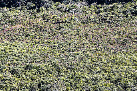 Blue Mountains Hanging Swamps Hanging Swamps exist nowhere else in the world. They are a biologically diverse plant community that occurs nowhere else in the world. The vegetation in these swamps range from low buttongrass clumps to large shrubs such as Hakea and Grevillea species. The swamps provide essential habitat to several threatened species, such as the Blue Mountains Water Skink (Eulamprus leuraensis) and the Giant Dragonfly (Petalura gigantea).
The Hanging Swamps play a vital part in maintaining the water flows in the Greater Blue Mountains World Heritage Area's creeks and waterfalls, by storing water and slowly releasing it over time. Swamps also act as filters, purifying water prior to the release into creeks. Other threatened species such as Epacris hamiltonii and Pherosphaera fitzgeraldii rely on the continued seepage from hanging swamps for survival in their specialized habitats. Australia,Geotagged,Winter