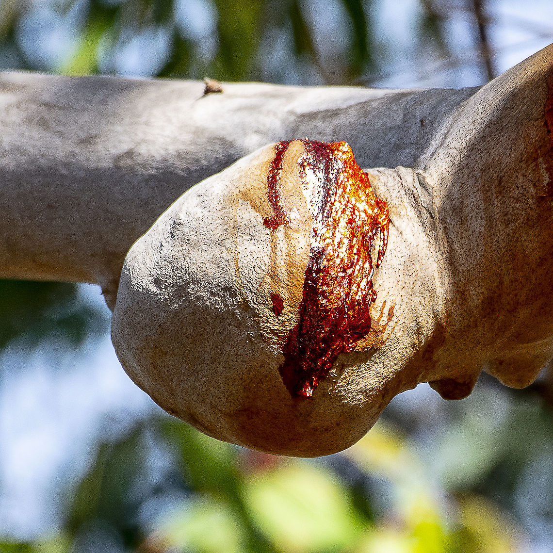 Angophora Wound  Angophora costata,Australia,Geotagged,Sydney red gum,Winter