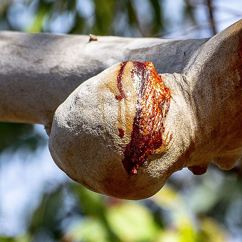 Angophora Wound  Angophora costata,Australia,Geotagged,Sydney red gum,Winter