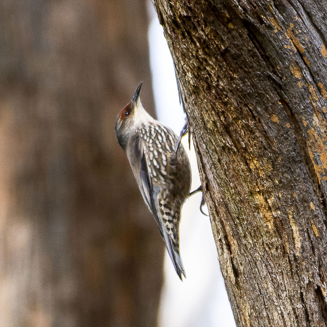 Red-browed Treecreeper Climacteris erythrops  Australia,Climacteris erythrops,Geotagged,Red-browed treecreeper,Winter