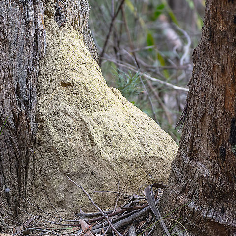 Termite Mound Between Two Eucalypts  Australia,Geotagged,Winter