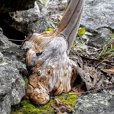 Angophora Root Ball This tree was growing on a sandstone rock. Should be arrested for no visible means of support.
Can you see my little pony Angophora costata,Australia,Geotagged,Sydney red gum,Winter