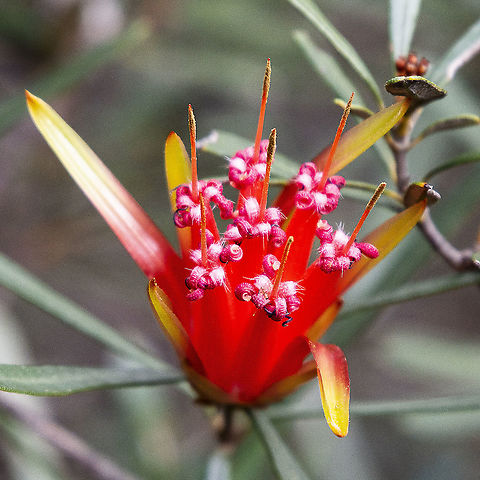 Mountain Devil  Australia,Geotagged,Lambertia formosa,Winter
