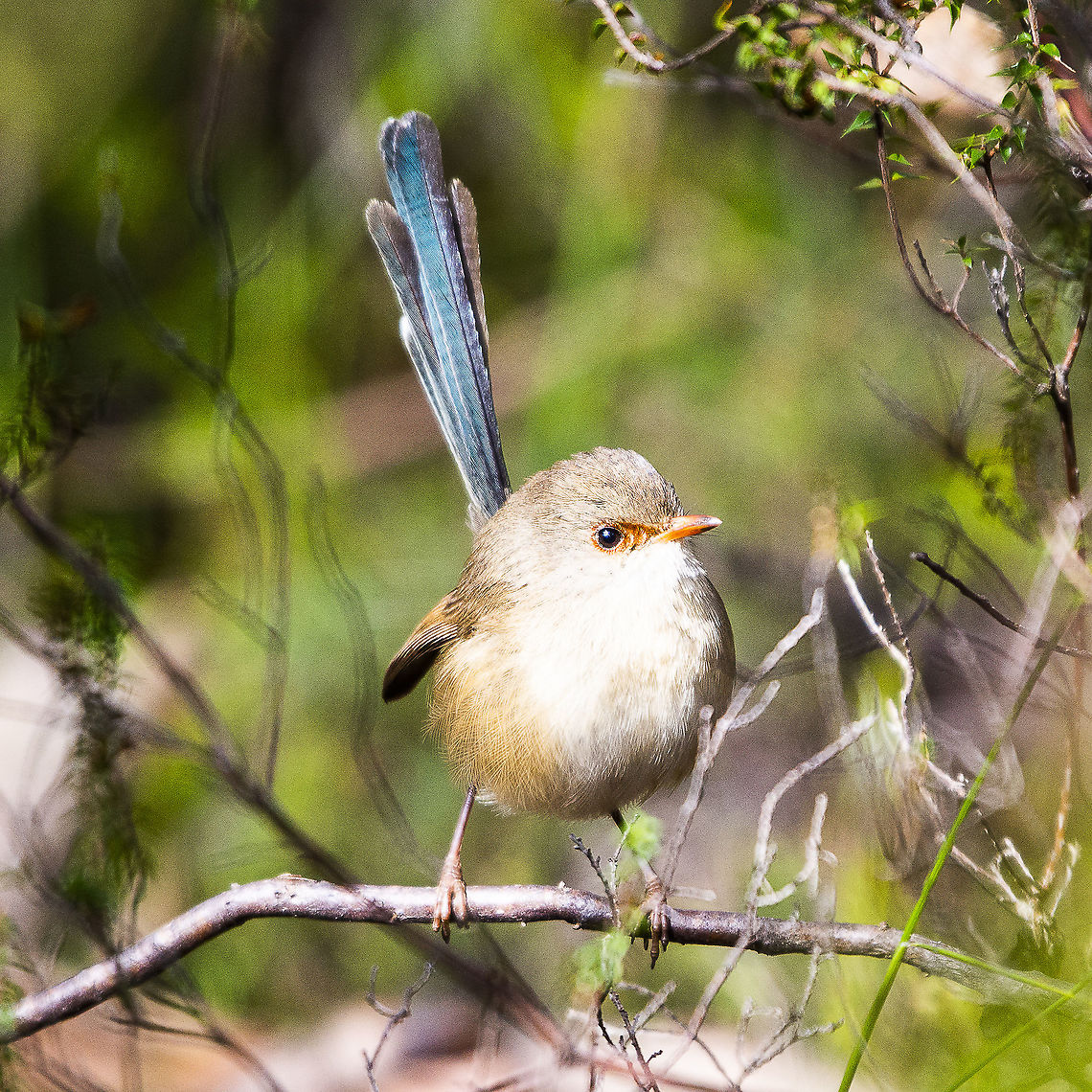 Variegated Fairy Wren - Female  Australia,Geotagged,Malurus lamberti,Malurus leucopterus,Variegated fairywren,White-winged Fairywren,Winter