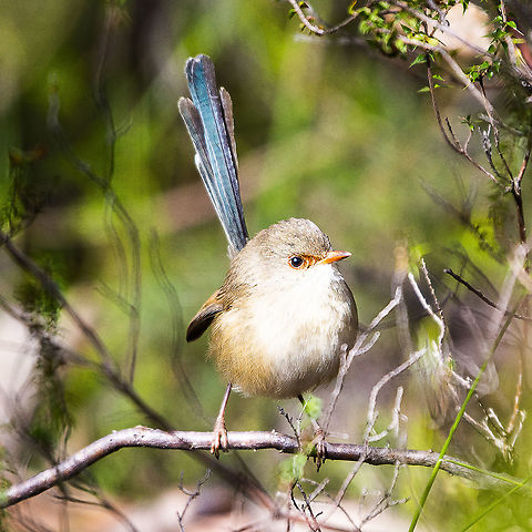 Variegated Fairy Wren - Female  Australia,Geotagged,Malurus lamberti,Malurus leucopterus,Variegated fairywren,White-winged Fairywren,Winter
