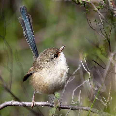 Cuter Fairy Wren - Variegated Female  Australia,Geotagged,Malurus lamberti,Variegated fairywren,Winter