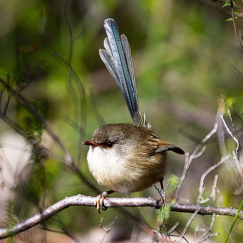 Fairy Wren - Variegated Female  Australia,Geotagged,Malurus lamberti,Variegated fairywren,Winter