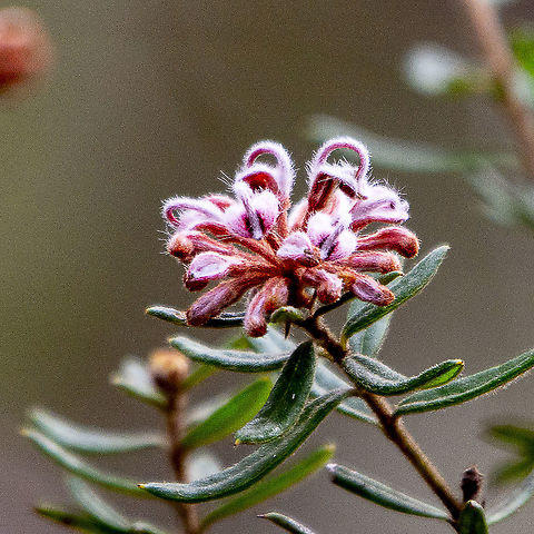 Grevillea Phylicoides A subspecies of Buxifolia. Shrub 1–2 m tall. Leaves elliptic to narrowly so or oblong to slightly and narrowly oblanceolate, 1–2.5 (–3) cm long, 1.5–4 (–6) mm wide; margins recurved; upper surface granulose; lower surface exposed, open-villous with all hairs strongly ascending to wavy-erect.

http://www.anbg.gov.au/abrs/online-resources/flora/stddisplay.xsql?pnid=45661 Grevillea buxifolia,Grevillea phylicoides,Grevillea phyllicoides,Grey Spider Flower