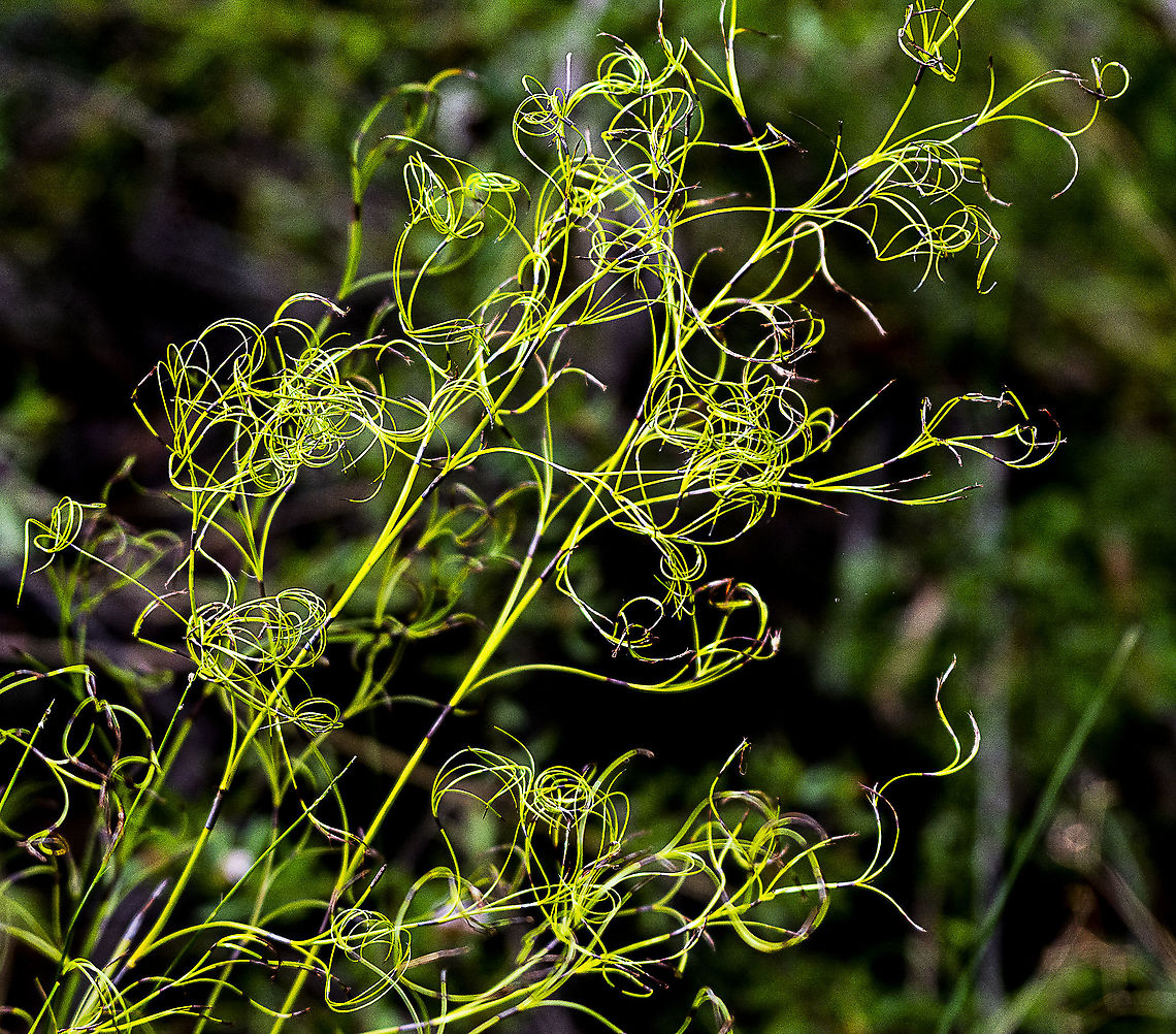 Curly Wig - a sedge  Australia,Caustis flexuosa,Curly Wig,Geotagged,Winter