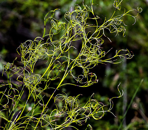 Curly Wig - a sedge  Australia,Caustis flexuosa,Curly Wig,Geotagged,Winter