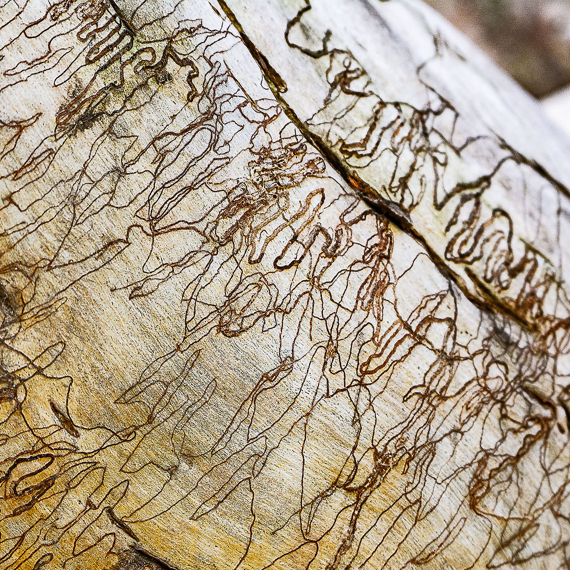 Scribbly Gum Moth Tunnels The scribbly gum moth larvae bore a meandering tunnel through the eucalypt tree&rsquo;s bark at the level of the future cork cambium, first in long irregular loops and later in a more regular zigzag which is doubled up after a narrow turning loop.<br />
<br />
When the cork cambium starts to produce cork to shed the outer bark it produces scar tissue in response to the feeding of the caterpillar, filling the doubled up part of the larval tunnel with highly nutritious, thin-walled cells.<br />
<br />
These replacement cells are ideal food for the caterpillar which moults into its final life stage with legs, turns around and eats its way back along the way it has come. It now grows rapidly to maturity and leaves the tree to spin a cocoon at its base, where it pupates.<br />
<br />
Not long after the caterpillar leaves the tree, the bark cracks off and exposes the iconic scribbles beneath.<br />
<br />
<a href="https://csiropedia.csiro.au/scribbly-gum-moths/" rel="nofollow">https://csiropedia.csiro.au/scribbly-gum-moths/</a> Australia,Geotagged,Winter,galleries