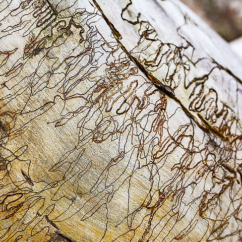 Scribbly Gum Moth Tunnels The scribbly gum moth larvae bore a meandering tunnel through the eucalypt tree&rsquo;s bark at the level of the future cork cambium, first in long irregular loops and later in a more regular zigzag which is doubled up after a narrow turning loop.

When the cork cambium starts to produce cork to shed the outer bark it produces scar tissue in response to the feeding of the caterpillar, filling the doubled up part of the larval tunnel with highly nutritious, thin-walled cells.

These replacement cells are ideal food for the caterpillar which moults into its final life stage with legs, turns around and eats its way back along the way it has come. It now grows rapidly to maturity and leaves the tree to spin a cocoon at its base, where it pupates.

Not long after the caterpillar leaves the tree, the bark cracks off and exposes the iconic scribbles beneath.

https://csiropedia.csiro.au/scribbly-gum-moths/ Australia,Geotagged,Winter,galleries