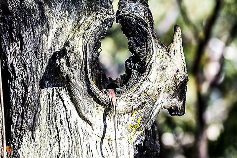 Remnant of 2019-2020 Bushfires  Australia,Geotagged,Winter