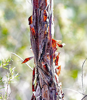 Tea Tree Bark - Leptospermum attenuatum ?  Australia,Geotagged,Winter