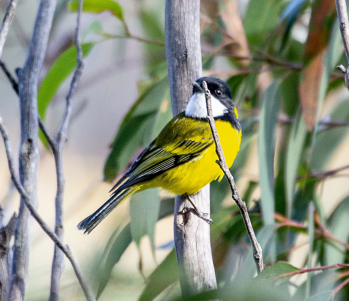 Golden Whistler  Australia,Australian golden whistler,Geotagged,Pachycephala pectoralis,Winter