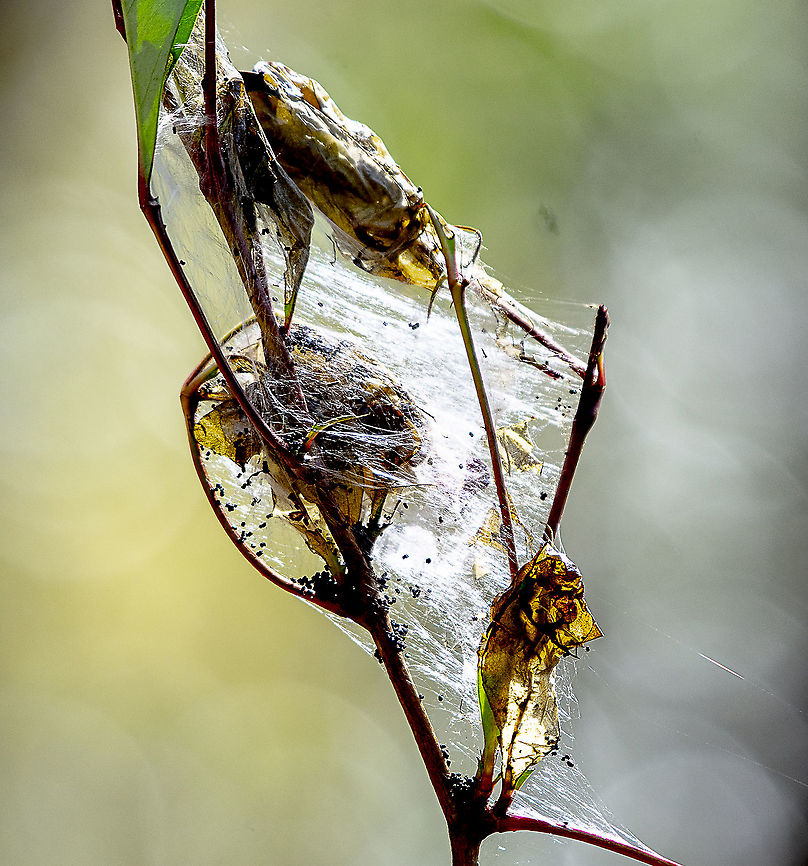 Nursery for Spiders  Australia,Geotagged,Winter