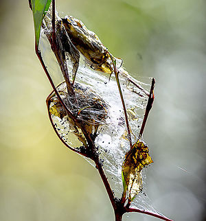 Nursery for Spiders  Australia,Geotagged,Winter