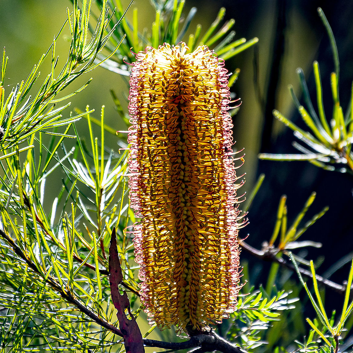 Hairpin Banksia  Australia,Banksia spinulosa,Geotagged,Hairpin banksia,Winter