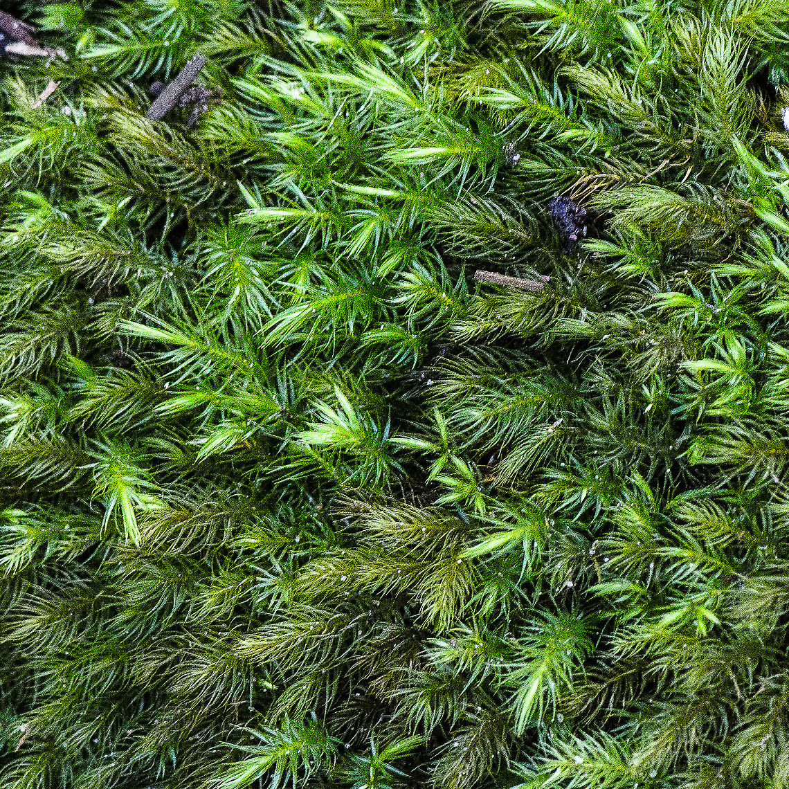 Pyrrhobryum parramattense ?  Australia,Fall,Geotagged,Pyrrhobryum parramattense