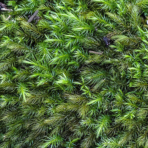 Pyrrhobryum parramattense ?  Australia,Fall,Geotagged,Pyrrhobryum parramattense