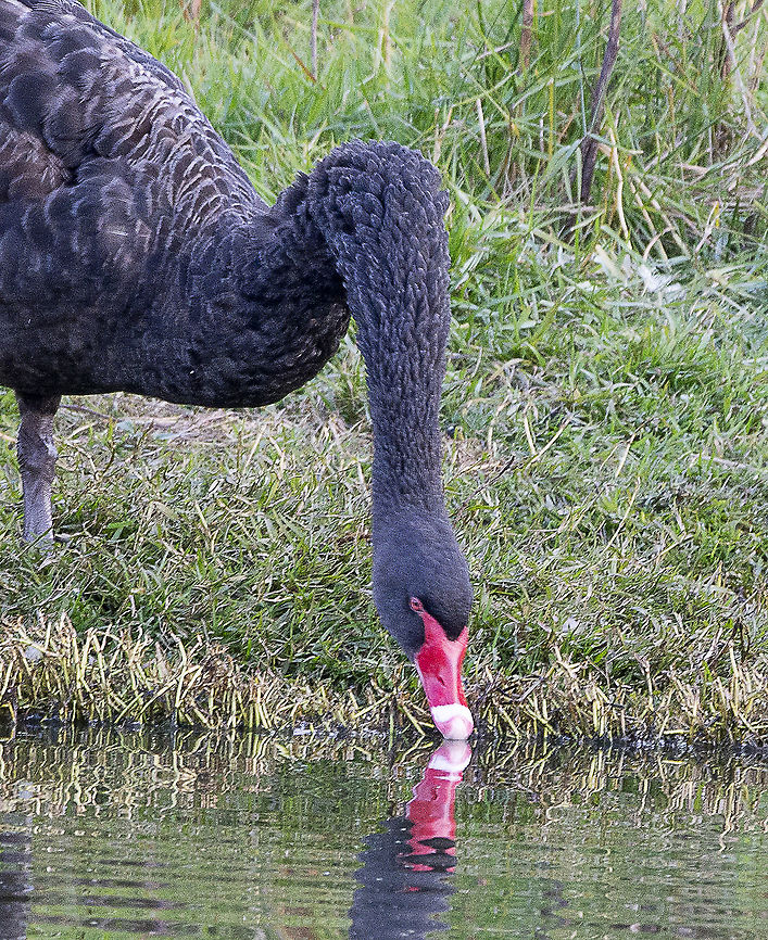 Thirsty Work - Black Swan The Black Swan is a vegetarian. Food consists of algae and weeds, which the bird obtains by plunging its long neck into water up to 1 m deep. Occasionally birds will graze on land, but they are clumsy walkers.<br />
<br />
<a href="https://www.birdlife.org.au/bird-profile/black-swan" rel="nofollow">https://www.birdlife.org.au/bird-profile/black-swan</a> Australia,Black Swan,Cygnus atratus,Fall,Geotagged