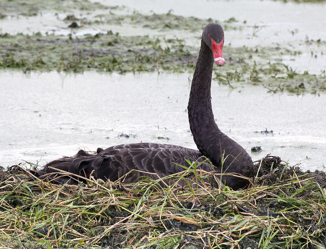 Black Swan Nesting This Black Swan was nesting on a small island. Apparently a fox had attacked and killed a cygnet recently.<br />
<br />
Black Swans form isolated pairs or small colonies in shallow wetlands. Birds pair for life, with both adults raising one brood per season. The eggs are laid in an untidy nest made of reeds and grasses. The nest is placed either on a small island or floated in deeper water. The chicks are covered in grey down, and are able to swim and feed themselves as soon as they hatch.<br />
<br />
<a href="https://www.birdlife.org.au/bird-profile/black-swan" rel="nofollow">https://www.birdlife.org.au/bird-profile/black-swan</a> Australia,Black Swan,Cygnus atratus,Fall,Geotagged