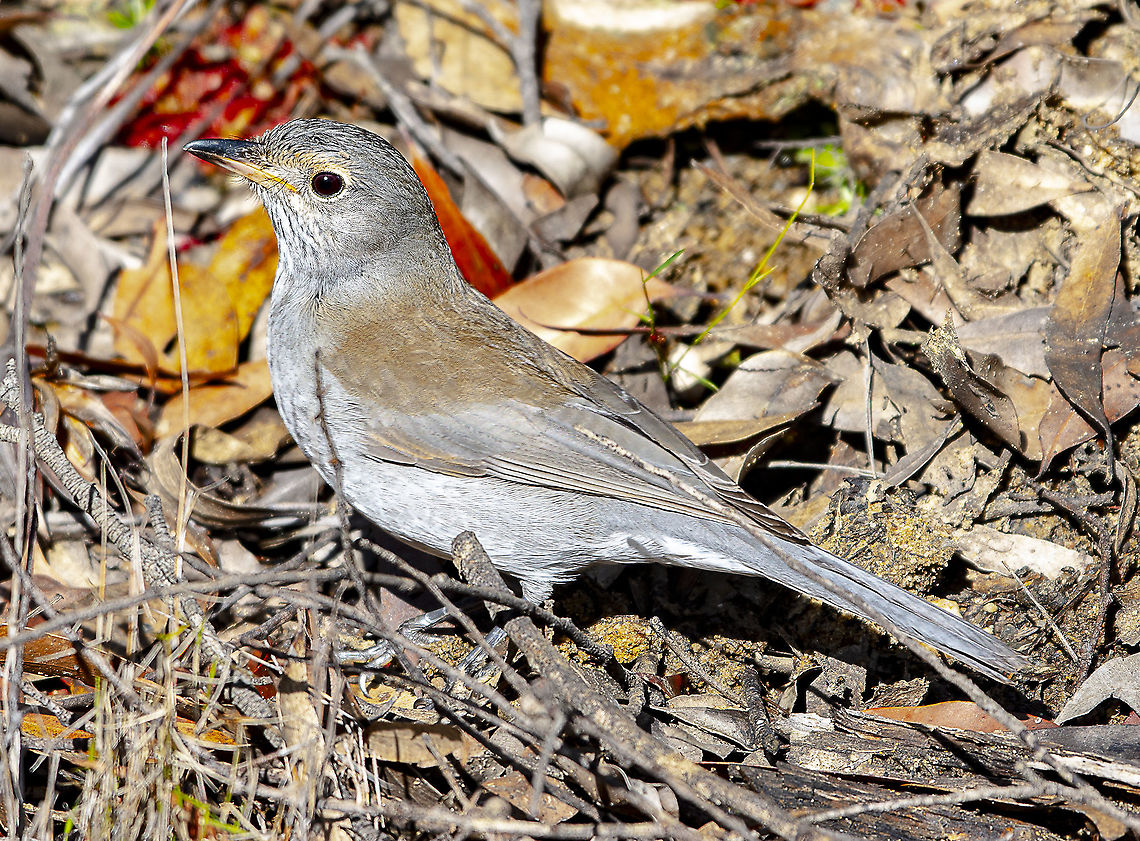 Colluricincla harmonica - Grey Shrike-Thrush - Immature I added this photo because I love the autumn colours Australia,Colluricincla harmonica,Geotagged,Grey shrike-thrush,Winter