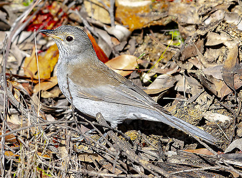 Colluricincla harmonica - Grey Shrike-Thrush - Immature I added this photo because I love the autumn colours Australia,Colluricincla harmonica,Geotagged,Grey shrike-thrush,Winter