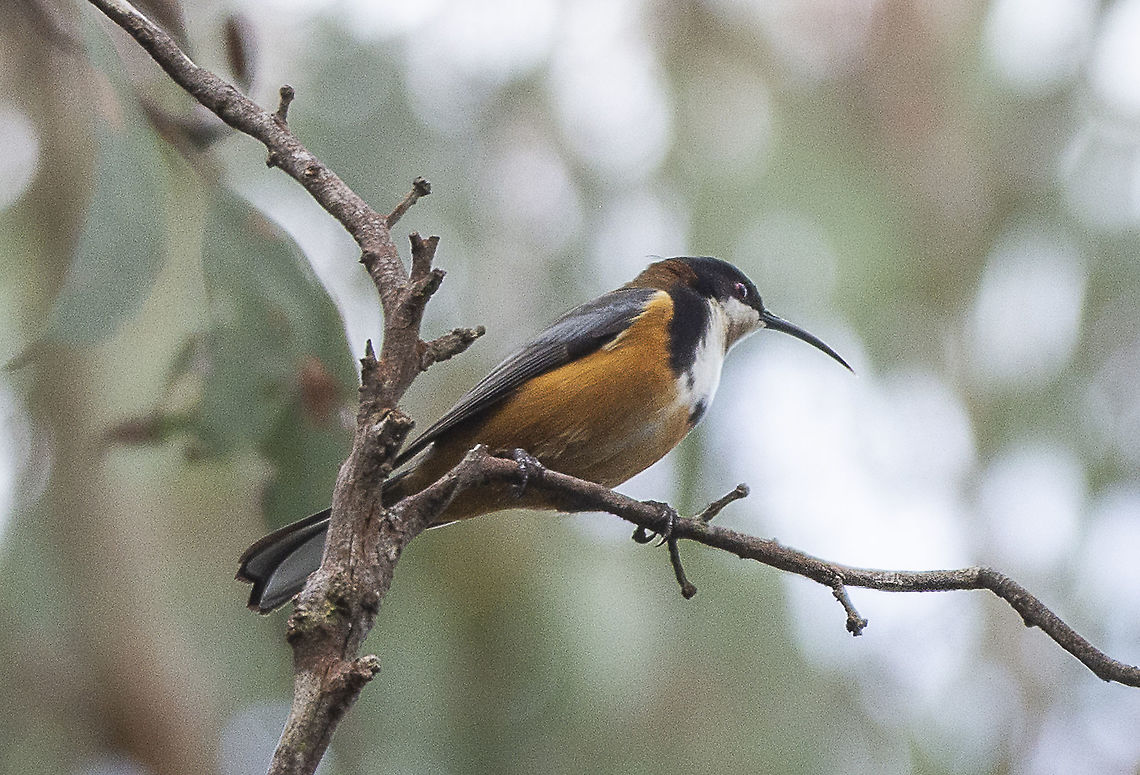 Eastern Spinebill  Acanthorhynchus tenuirostris,Australia,Eastern Spinebill,Geotagged,Winter