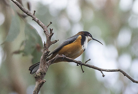 Eastern Spinebill  Acanthorhynchus tenuirostris,Australia,Eastern Spinebill,Geotagged,Winter